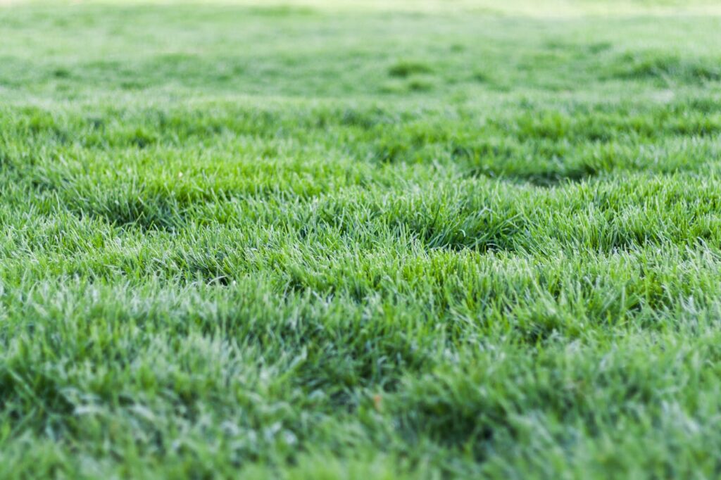 pexels-photo-1001676 Close-up view of a lush green grass lawn, perfect for nature backgrounds.