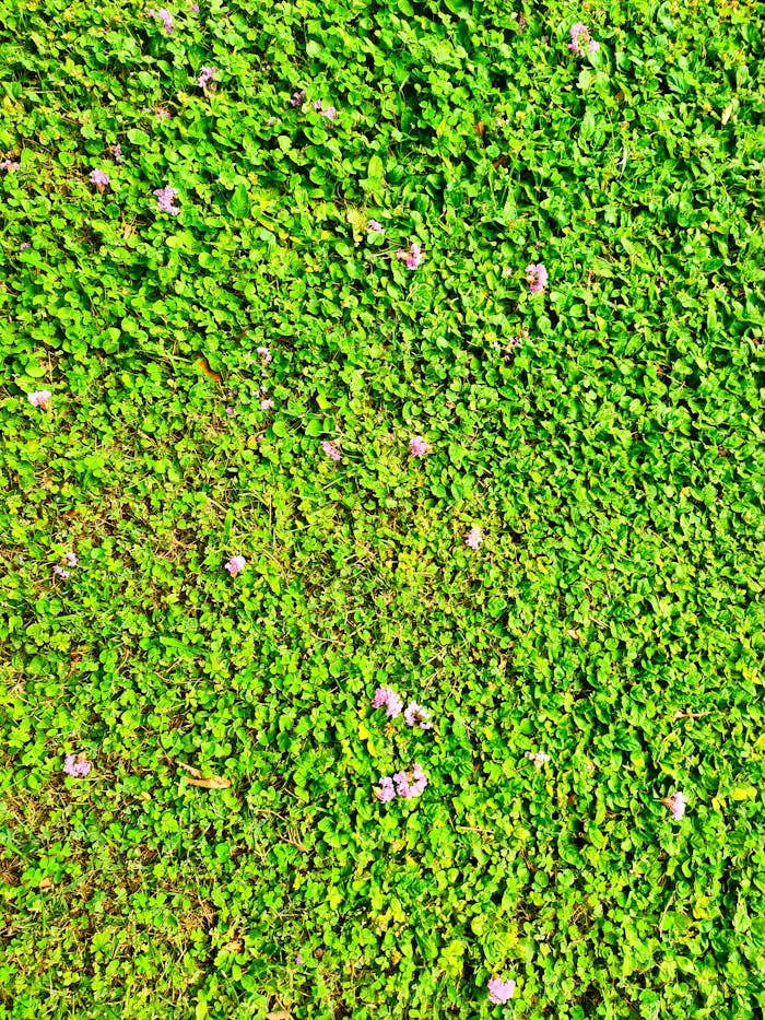 Bright green grass lawn scattered with small purple wildflowers, offering a vibrant natural scene.